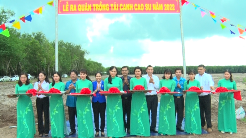 Năm 2022, Cao su Tân Biên tái canh 193 ha
